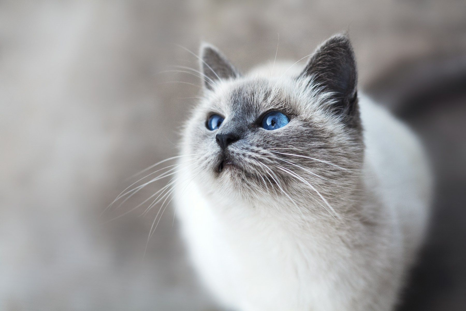 Quiet gray cat portrait